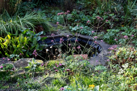 Small Garden Ponds Uk - BBC - Gardening - How to be a gardener - Water
